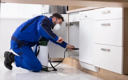 Dead Bed Bug Shells vs. Live Bugs: How to Spot the Difference