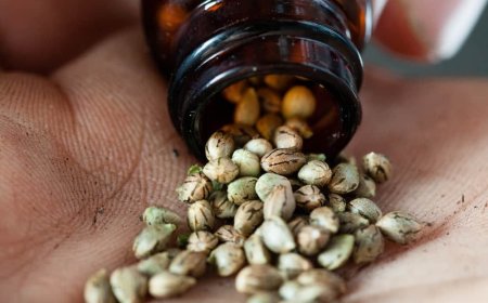 Discover the Best Cannabis Seeds in New Hampshire for Your Grow