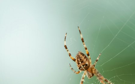 From Ants to Rodents – We’ve Got You Covered