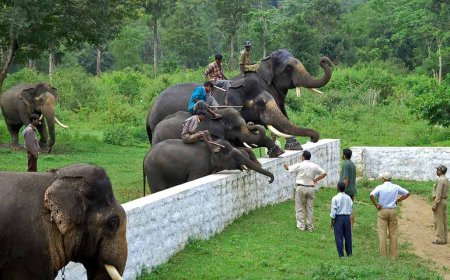 A Scenic Journey from Madikeri to Dubare Elephant Camp