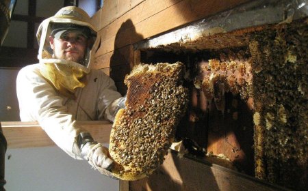 Wasp Exterminator Near Me: Do I Need to Find the Nest First—and How to Get Rid of Hidden Wasp Nests Fast