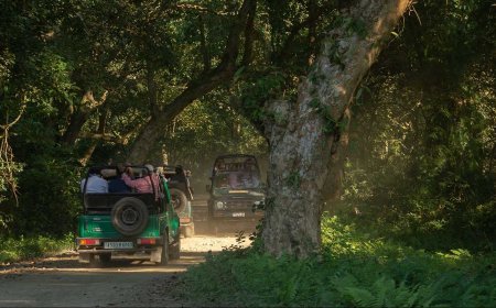 Exploring the Wild Side: A Guide to Jungle Safari Adventures in Meghalaya