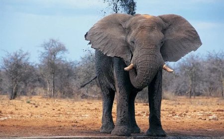 40 Indian Elephant Quotes, Sayings, and Proverbs