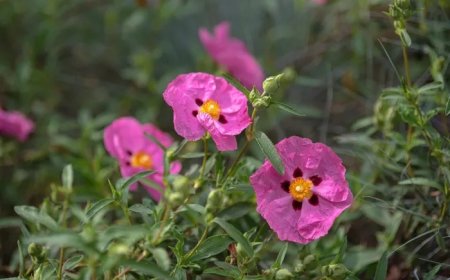Rock Rose Spiritual Meaning and Symbolism