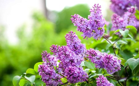 Lilac Symbolism in Literature: The Meaning of Life and Death