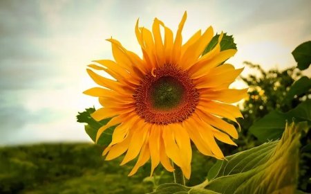 Sunflower Flower Spiritual Meaning and Symbolism