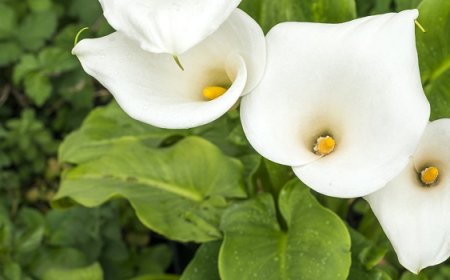 The Calla Lily, a Symbol of Rebirth and Union