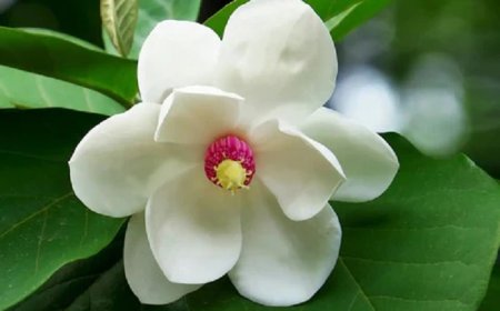 Magnolia Flowers, Its Symbolism and Meanings