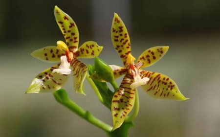 Panther Paw Orchid Symbolism and Meaning in Love, Death & Bible