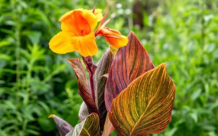 Canna Lily Symbolism and Meaning in Love, Death & Bible