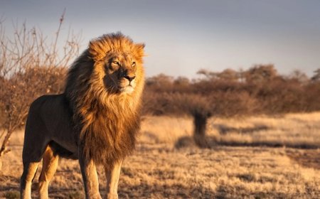 Why Do Lions Symbolize Strength?