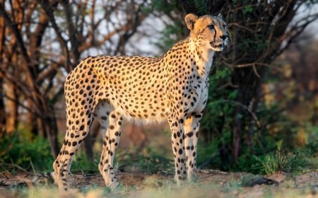 What Does It Mean If You Have a Spirit Animal?