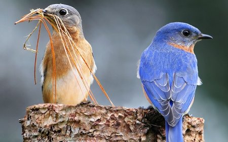 Bird Symbolism: Brave, Free, and More