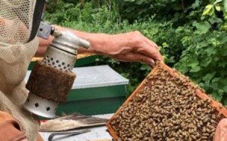 Top Certifications and Training for Houston Wildlife Removal Technicians