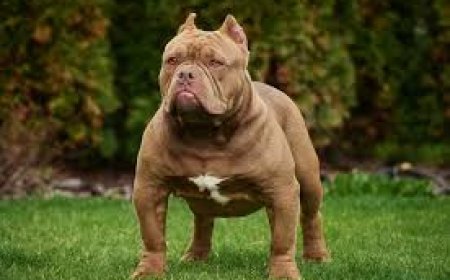 Most Aggressive Dog Breeds: What You Should Really Know