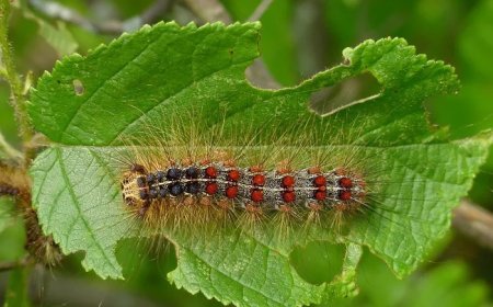 45 Moth Caterpillar Quotes, Sayings, and Proverbs