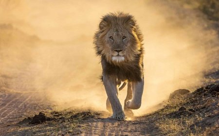 50 Lion Quotes to Make You Live Positively