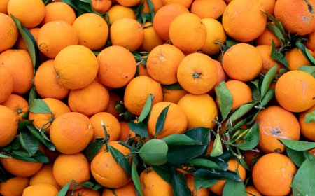 A Seasonal Guide to Temple Oranges