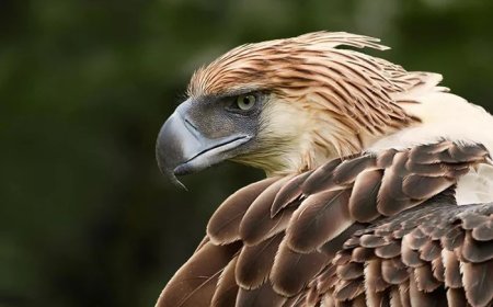 45 Philippine Eagle Quotes, Sayings, and Proverbs