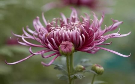 Chrysanthemum-leaved Lotus Symbolism and Meaning in Love, Death & Bible
