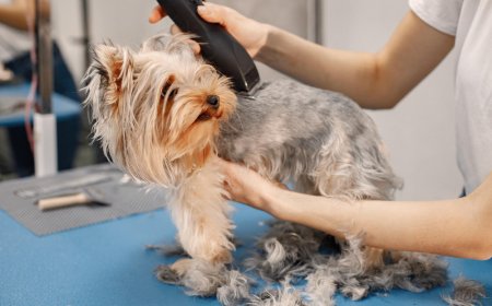 Dog Grooming Palm Beach Gardens FL: How All Dogs Rock Delivers 5-Star Service