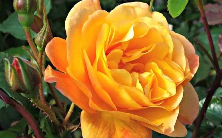 Climbing Roses Flower Spiritual Meaning and Symbolism