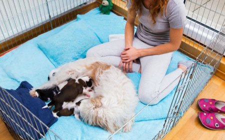 How to Start Dog Breeding the Right Way