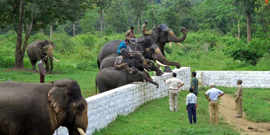 A Scenic Journey from Madikeri to Dubare Elephant Camp