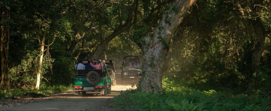 Exploring the Wild Side: A Guide to Jungle Safari Adventures in Meghalaya