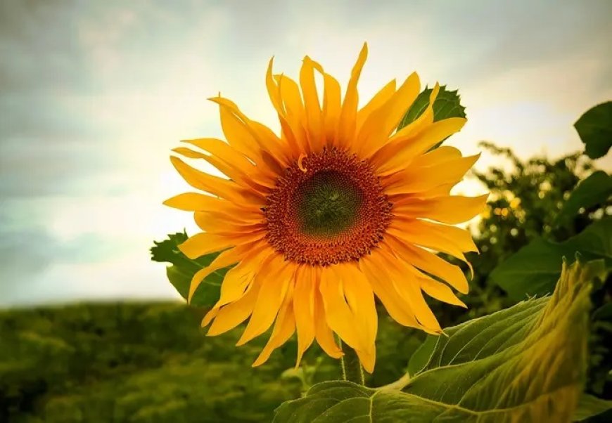 Sunflower Flower Spiritual Meaning and Symbolism