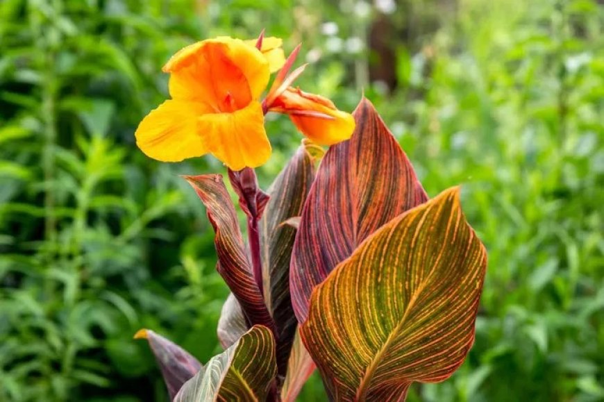 Canna Lily Symbolism and Meaning in Love, Death & Bible