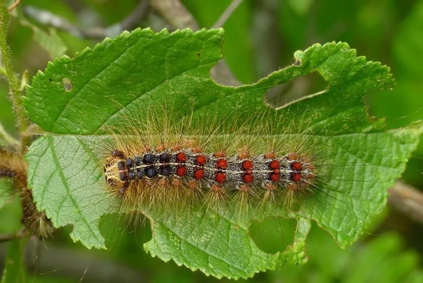 45 Moth Caterpillar Quotes, Sayings, and Proverbs