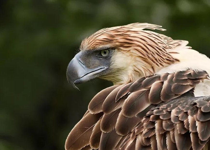 45 Philippine Eagle Quotes, Sayings, and Proverbs