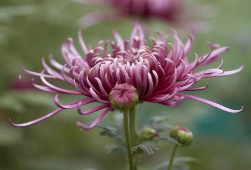 Chrysanthemum-leaved Lotus Symbolism and Meaning in Love, Death & Bible
