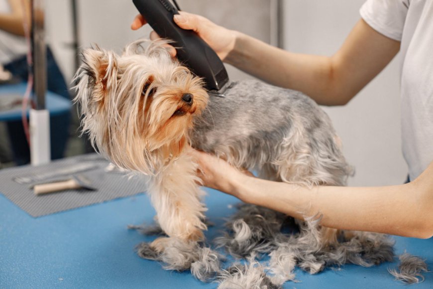 Dog Grooming Palm Beach Gardens FL: How All Dogs Rock Delivers 5-Star Service