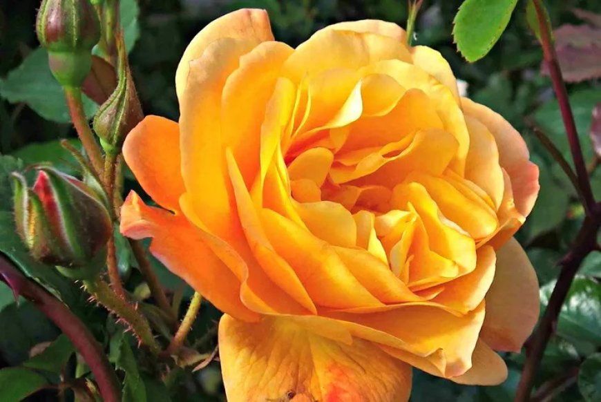 Climbing Roses Flower Spiritual Meaning and Symbolism