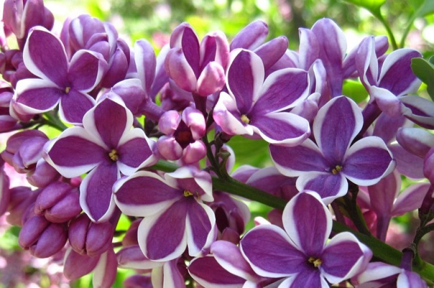 Lilac Symbolism in Dreams and Mythology