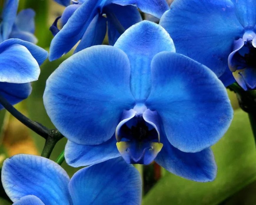Blue Orchid Spiritual Meaning and Symbolism