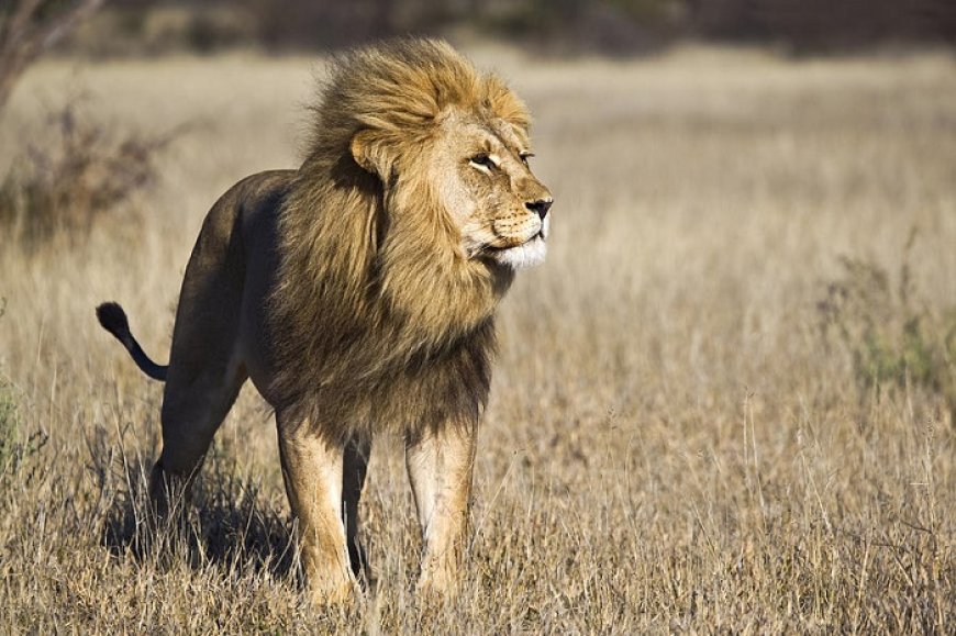 60+ Best Lion Quotes For A Roaring Life