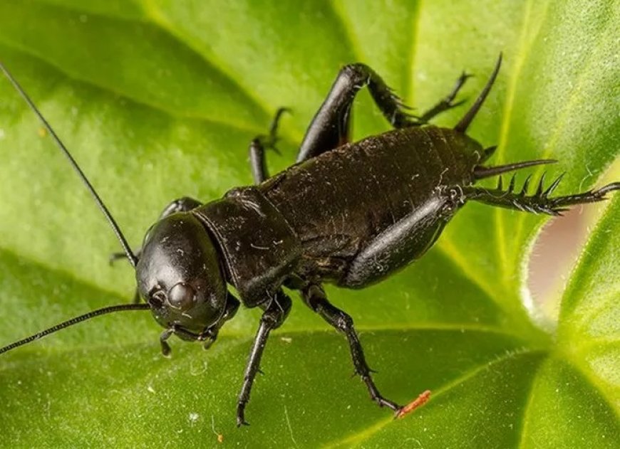 40 Field Cricket Quotes, Sayings, and Proverbs