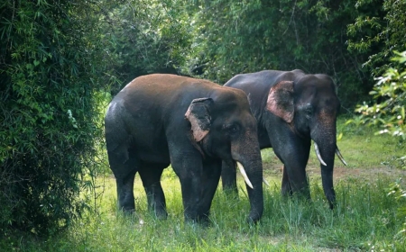 Explore the Stunning Wildlife Sanctuary in Odisha for Nature Lovers