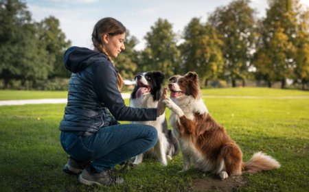 Positive Dog Training – Benefits for Puppies
