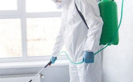 Effective Pest and Rodent Control Near Me: A Complete Guide for Homeowners and Businesses