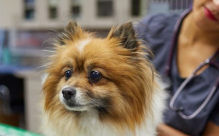 DEA License for Veterinarians: What It Is and Why You Need It