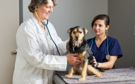 Vet Tech Skills Checklist for Exotic Animal Care