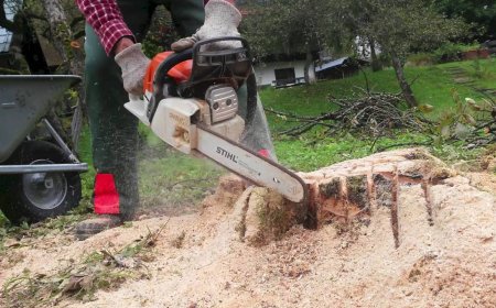 Why Stump Grinding in Wolverhampton is Essential for a Healthy Garden