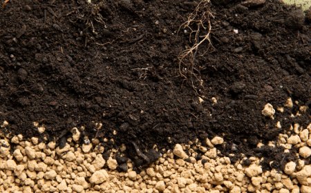 Introduction to Thiobacillus Ferrooxidans: The Power of Acidophilic Bacteria