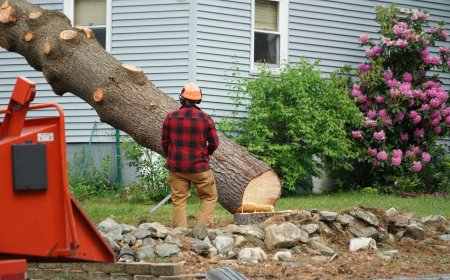 Transform Your Yard with Professional Tree and Stump Care
