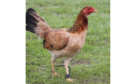 Shop Healthy Gamefowl for Sale Online for Backyard Farming