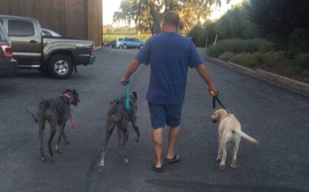 Why is Dog N Pooch the Top Choice for Dog Training in San Luis Obispo?